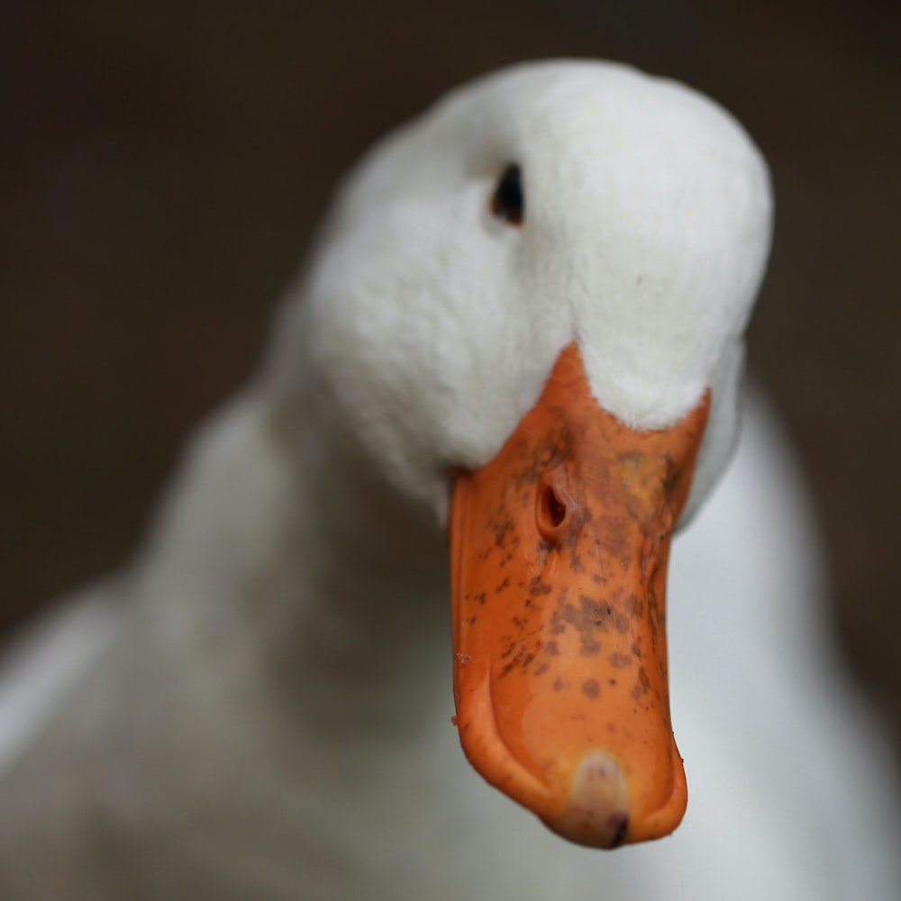 One Bad Goose studio